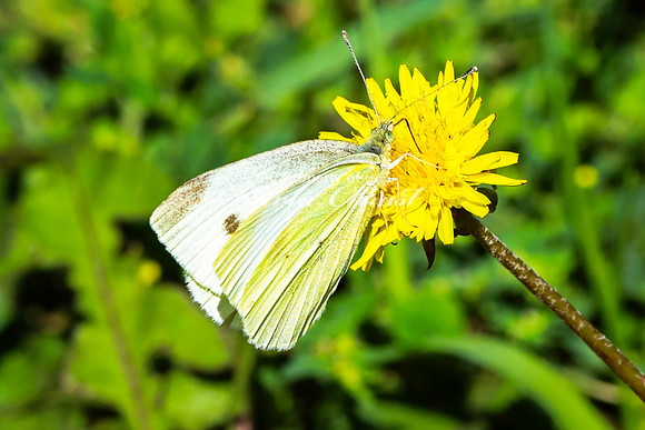 Cabbage White Butterfly 7 - August 14, 2023 Roy Lake State Park