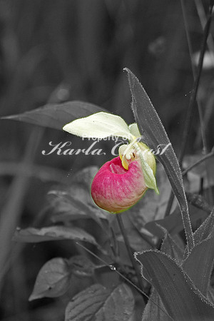 Showy Lady Slipper 2 - June 16, 2016 Big Bog State Recreation Area Minnesota