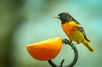 Baltimore Oriole 18 - May 16, 2024
