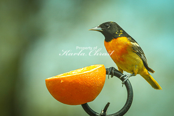 Baltimore Oriole 18 - May 16, 2024