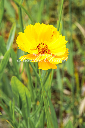 Coreopsis 13 - July 02, 2024 Rural Minnesota