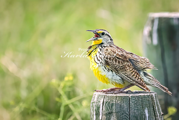 Western Meadowlark 23 - June 07, 2024 - Keyhole State Park Wyoming