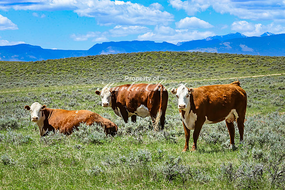 Crazy Woman Crossing 26 - June 5, 2024 Wyoming
