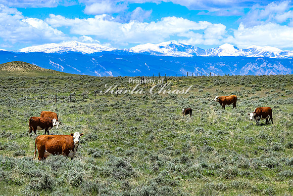 Crazy Woman Crossing 29 - June 5, 2024 Wyoming