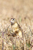 Thirteen-lined ground squirrel 54 - April 11, 2025 - Mickelson Wetland Memorial