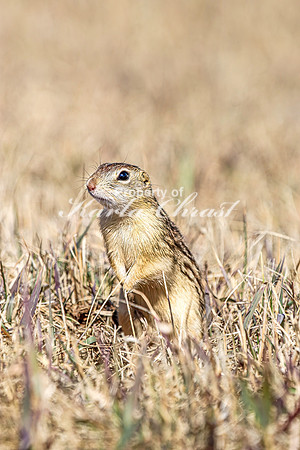 Thirteen-lined ground squirrel 54 - April 11, 2025 - Mickelson Wetland Memorial