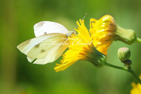 Cabbage White Butterfly 11 - August 14, 2023 Roy Lake State Park