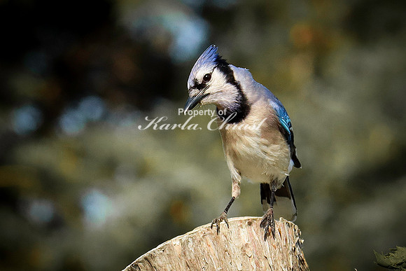 Blue Jay 3 - June 14, 2023 Oakwood Lakes State Park South Dakota