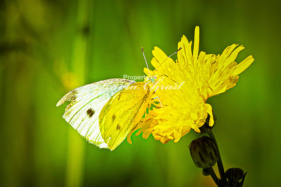 Cabbage White Butterfly 17 - August 14, 2023 Roy Lake State Park