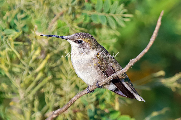 Ruby-throated Hummingbird 28 - September 1,  2023 Oakwood Lakes State Park