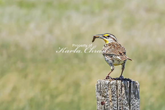 Western Meadowlark 14- June 05, 2024 - Fetterman Massacre Monument Wyoming