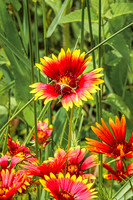Blanket Flower 10 - July 02, 2024 Rural Minnesota