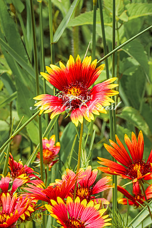 Blanket Flower 10 - July 02, 2024 Rural Minnesota