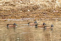 Blue-winged Teal 8 - June 14, 2019Lewis and Clark Recreation Area