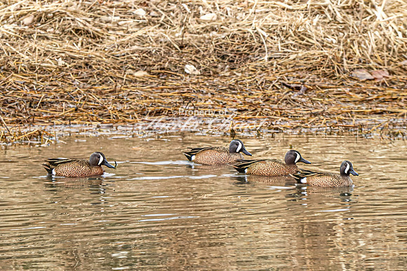 Blue-winged Teal 8 - June 14, 2019Lewis and Clark Recreation Area