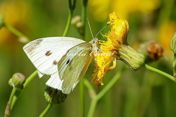 Cabbage White Butterfly 13 - August 14, 2023 Roy Lake State Park