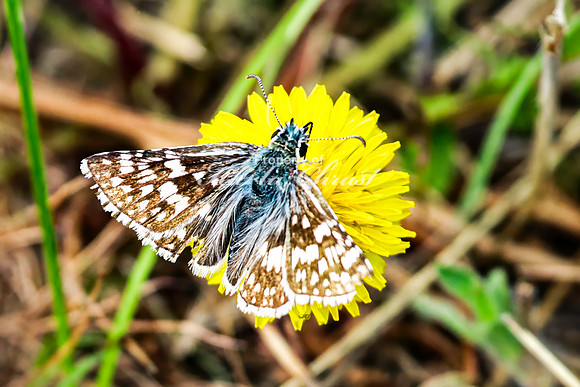 Common Checkered Skipper 12 - June 7, 2024 Keyhole State Park Wyoming