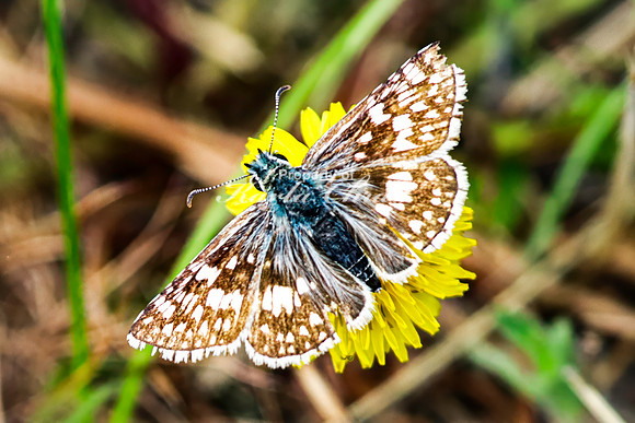 Common Checkered Skipper 13 - June 7, 2024 Keyhole State Park Wyoming