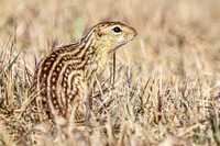 Thirteen-lined ground squirrel 53 - April 11, 2025 - Mickelson Wetland Memorial