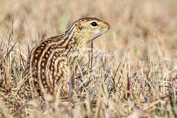 Thirteen-lined ground squirrel 53 - April 11, 2025 - Mickelson Wetland Memorial