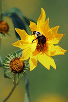 Bumble Bee 3 - September 1, 2014 Union Slough National Wildlife Refuge Iowa