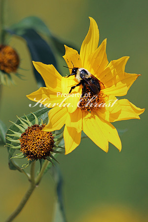 Bumble Bee 3 - September 1, 2014 Union Slough National Wildlife Refuge Iowa