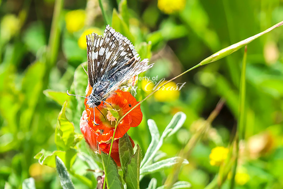 Common Checkered Skipper 9 - June 6,2024 - Little Bighorn Battlefield National Monument