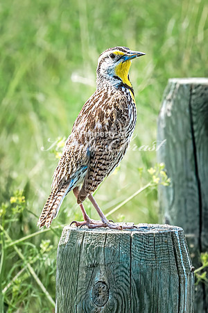 Western Meadowlark 16 - June 07, 2024 - Keyhole State Park Wyoming