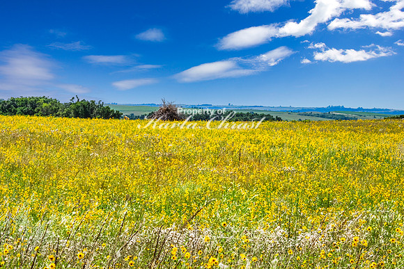Tewaukon National Wildlife Refuge 10 - July 18, 2023