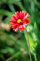 Blanket Flower 6 - July 02, 2024 Rural Minnesota