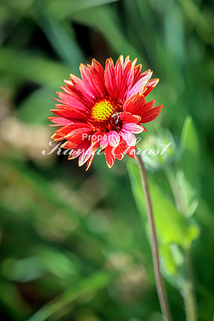 Blanket Flower 6 - July 02, 2024 Rural Minnesota