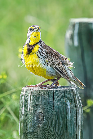 Western Meadowlark 26 - June 07, 2024 - Keyhole State Park Wyoming