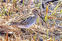 Wilson's Snipe 1 - April 11, 2025 - Lund Waterfowl Production Area