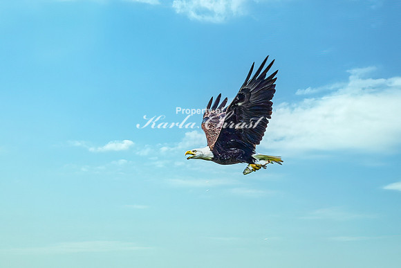 Bald Eagle 20 - July 30, 2024 North Country National Scenic Trail