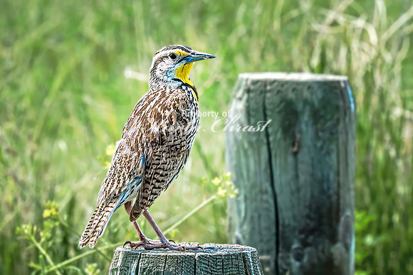 Western Meadowlark 17- June 07, 2024 - Keyhole State Park Wyoming