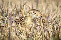 Thirteen-lined ground squirrel 48 - April 11, 2025 - Mickelson Wetland Memorial