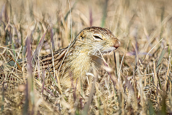 Thirteen-lined ground squirrel 48 - April 11, 2025 - Mickelson Wetland Memorial