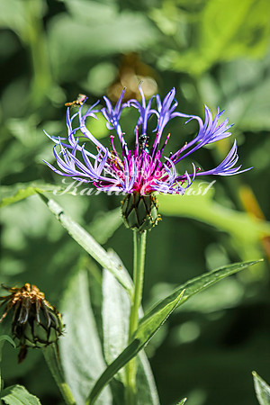 Centaurea Montana 3 - July 2, 2024 Rural Minnesota