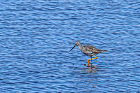 Greater Yellowlegs 9 - April 11, 2025 - Oakwood Lakes State Park South Dakota