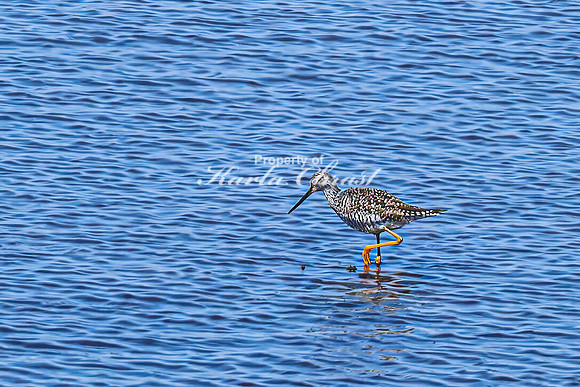 Greater Yellowlegs 9 - April 11, 2025 - Oakwood Lakes State Park South Dakota