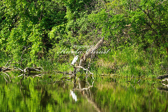 Great Egret 3- June 14, 2023 Oakwood Lakes State Park South Dakota