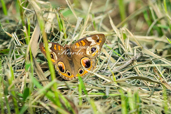 Common Buckeye 6 - May 26, 2024 Casey Jones State Trail Minnesota