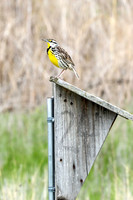 Western Meadowlark 33 - May 08, 2024 DeSoto National Wildlife Refuge