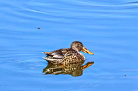 Northern Shoveler 10 - April 11, 2025 - Lund Waterfowl Production Area