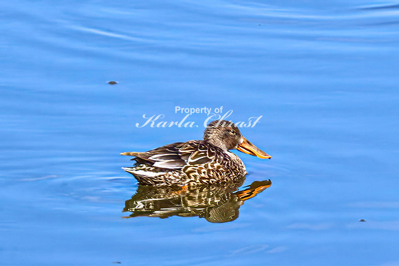 Northern Shoveler 10 - April 11, 2025 - Lund Waterfowl Production Area
