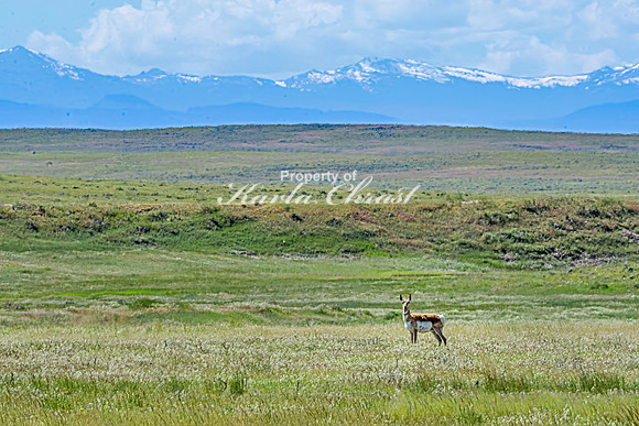 Crazy Woman Crossing 35 - June 5, 2024 Wyoming