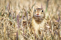 Thirteen-lined ground squirrel 47 - April 11, 2025 - Mickelson Wetland Memorial