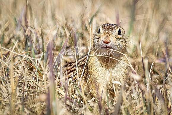 Thirteen-lined ground squirrel 47 - April 11, 2025 - Mickelson Wetland Memorial
