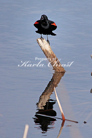 Red-Winged Blackbird 1, Male - April 26, 2014 Glacial Lakes State Trail Minnesota