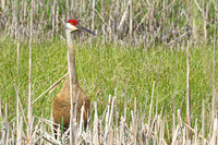 Sandhill Crane 8  - May 10, 2024 Union Slough National Wildlife Refuge